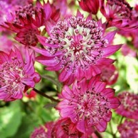 Astrantia major 'Claret' C2 - afbeelding 3