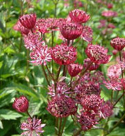 Astrantia major 'Claret' C2 - afbeelding 5