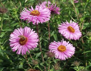 Aster novae-angliae 'Barr's Pink' P9 - afbeelding 1