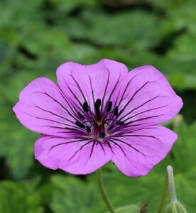 Geranium 'Pink Penny' P9 - afbeelding 5