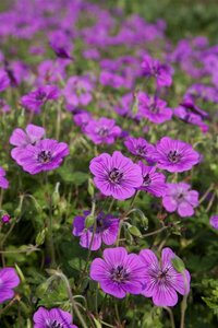 Geranium 'Pink Penny' P9 - afbeelding 2