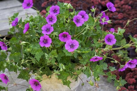 Geranium 'Pink Penny' P9 - afbeelding 3