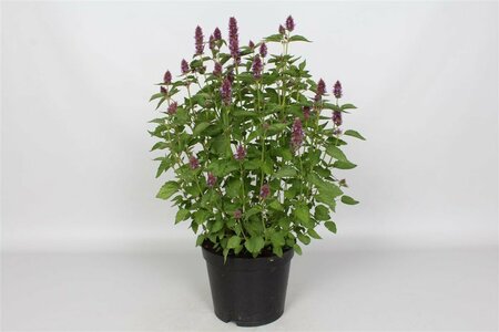 Agastache 'Beelicious Purple' P9 - afbeelding 4