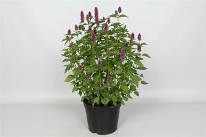 Agastache 'Beelicious Purple' P9 - afbeelding 4