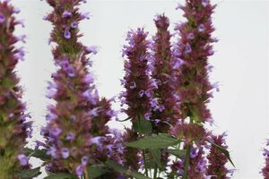Agastache 'Beelicious Purple' P9 - afbeelding 3