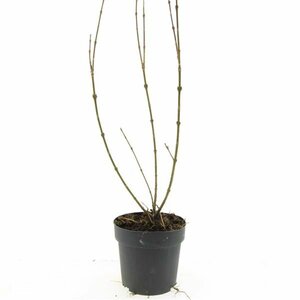 Forsythia intermedia 'Spectabilis' - afbeelding 14
