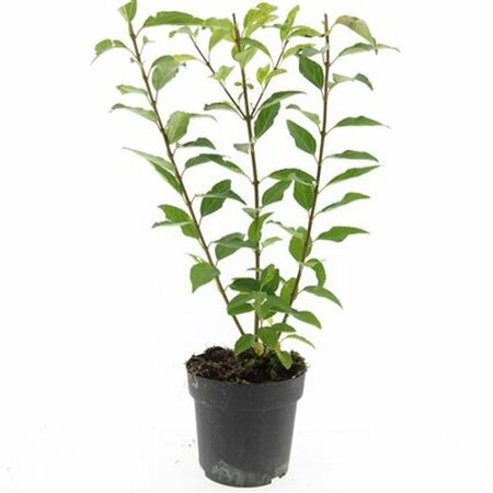 Forsythia intermedia 'Spectabilis' - afbeelding 12