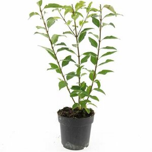 Forsythia intermedia 'Spectabilis' - afbeelding 12