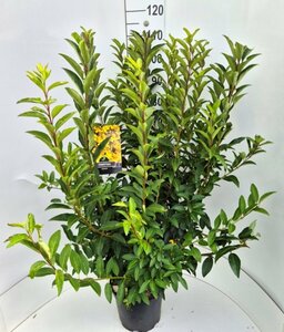 Forsythia intermedia 'Spectabilis' - afbeelding 3