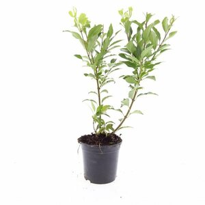 Forsythia intermedia 'Spectabilis' - afbeelding 15