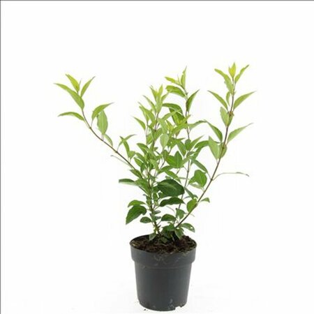 Forsythia intermedia 'Spectabilis' - afbeelding 9