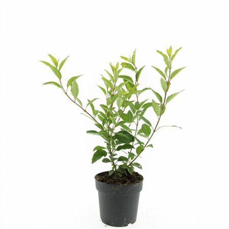 Forsythia intermedia 'Spectabilis' - afbeelding 7