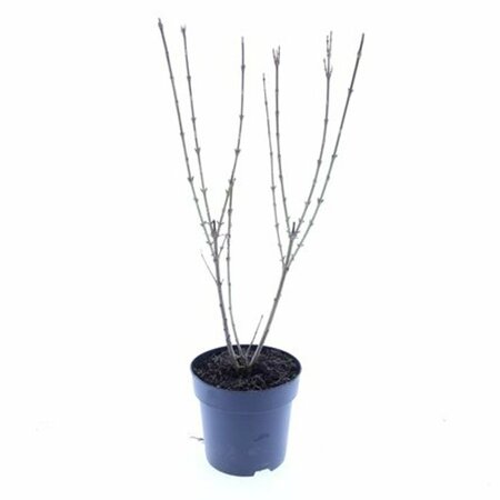 Forsythia intermedia 'Spectabilis' - afbeelding 6