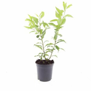 Forsythia intermedia 'Spectabilis' - afbeelding 4