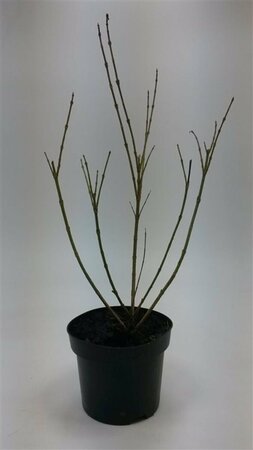 Forsythia intermedia 'Spectabilis' - afbeelding 5