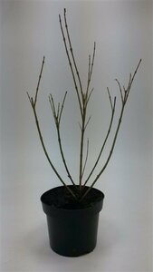 Forsythia intermedia 'Spectabilis' - afbeelding 5