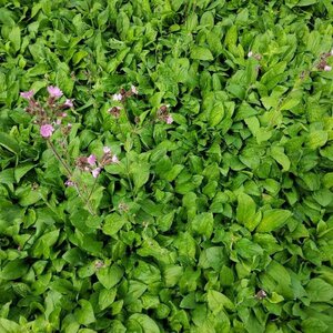 Silene dioica P9