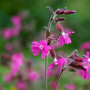Silene dioica P9 - afbeelding 2