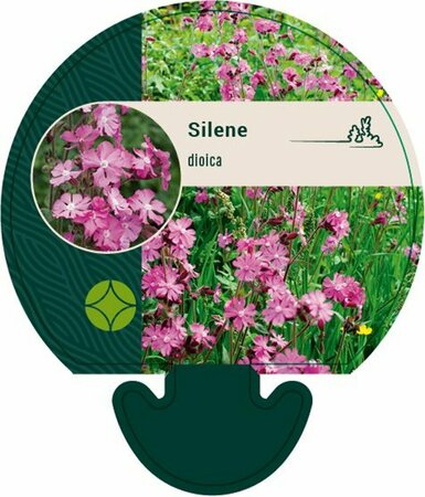 Silene dioica P9 - afbeelding 3