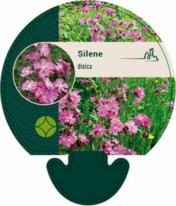Silene dioica P9 - afbeelding 3
