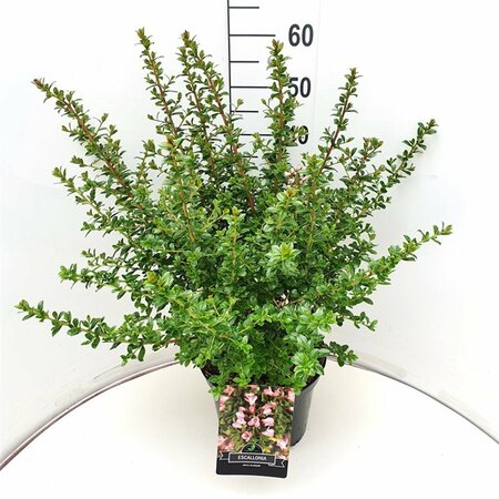 Escallonia 'Apple Blossom' - afbeelding 1