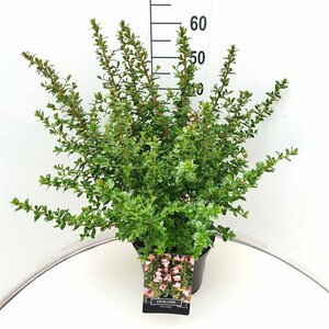 Escallonia 'Apple Blossom'
