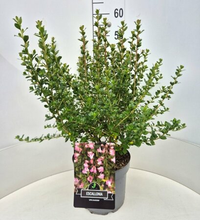 Escallonia 'Apple Blossom' - afbeelding 2