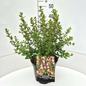 Escallonia 'Apple Blossom' 40/50 C.