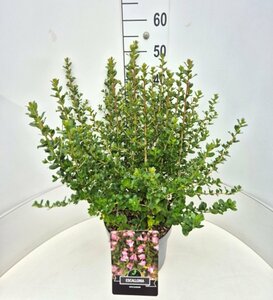Escallonia 'Apple Blossom' - afbeelding 3