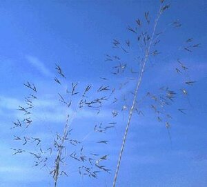 Stipa gigantea C1.5