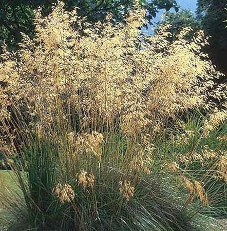 Stipa gigantea C1.5 - afbeelding 5