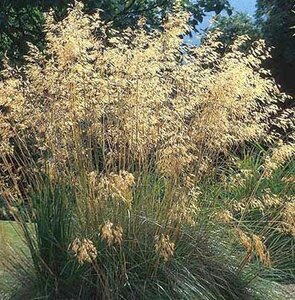 Stipa gigantea C1.5 - afbeelding 5
