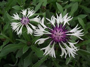 Centaurea montana 'Amethyst in Snow P9