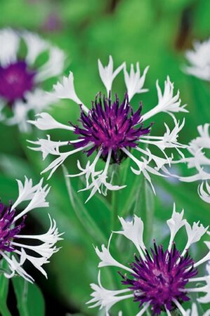 Centaurea montana 'Amethyst in Snow P9 - afbeelding 2