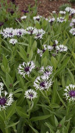 Centaurea montana 'Amethyst in Snow P9 - afbeelding 3