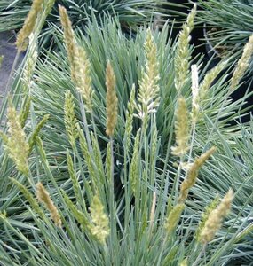 Koeleria glauca C2