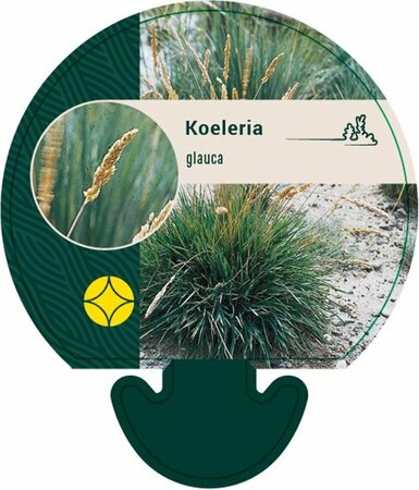 Koeleria glauca C2 - afbeelding 2