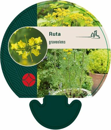 Ruta graveolens P13 BIO - afbeelding 5