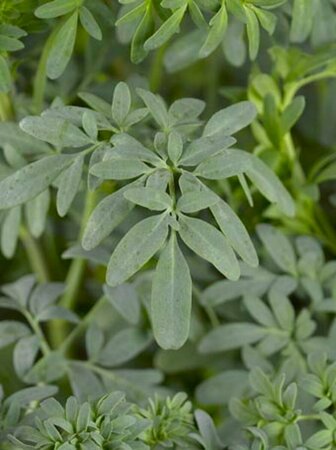 Ruta graveolens P13 BIO - afbeelding 2
