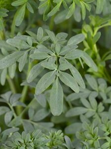 Ruta graveolens P13 BIO - afbeelding 2