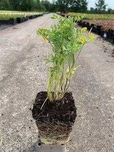 Ruta graveolens P13 BIO - afbeelding 6