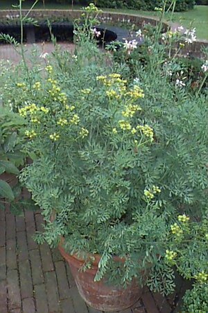 Ruta graveolens P13 BIO - afbeelding 1