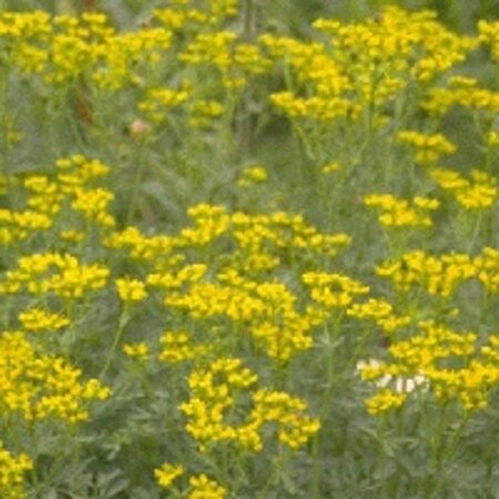 Ruta graveolens P13 BIO - afbeelding 4