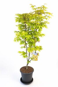 Acer palmatum 'Osakazuki' - afbeelding 4