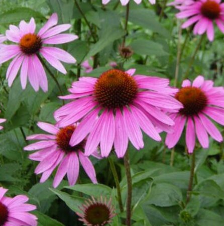 Echinacea purpurea 'Little Magnus' P9 - afbeelding 1