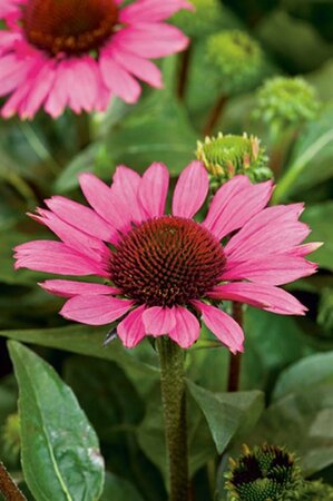 Echinacea purpurea 'Little Magnus' P9 - afbeelding 2