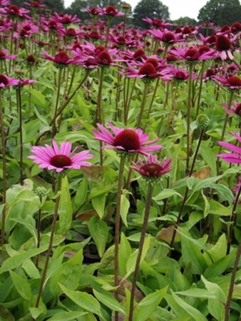 Echinacea purpurea 'Little Magnus' P9 - afbeelding 3