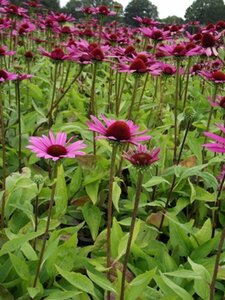 Echinacea purpurea 'Little Magnus' P9 - afbeelding 3