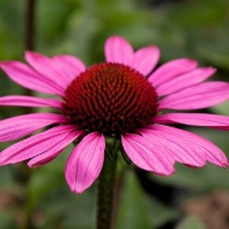 Echinacea purpurea 'Little Magnus' P9 - afbeelding 4