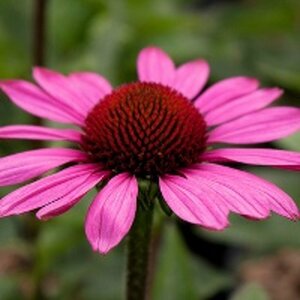 Echinacea purpurea 'Little Magnus' P9 - afbeelding 4